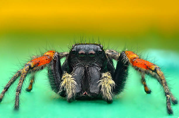 istock Spider, a colored background on the various pictures taken with Super macro. 867678886