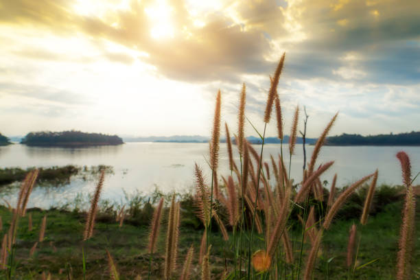 istock Flower grass and the lake with sunlight in cloud. 867679768