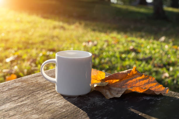 istock White coffee mug and dry leaf with sunlight 867680172