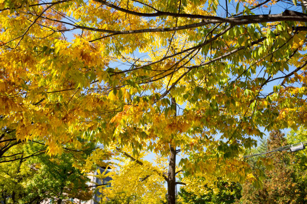 klon palmate - tree isolated maple tree green zdjęcia i obrazy z banku zdjęć