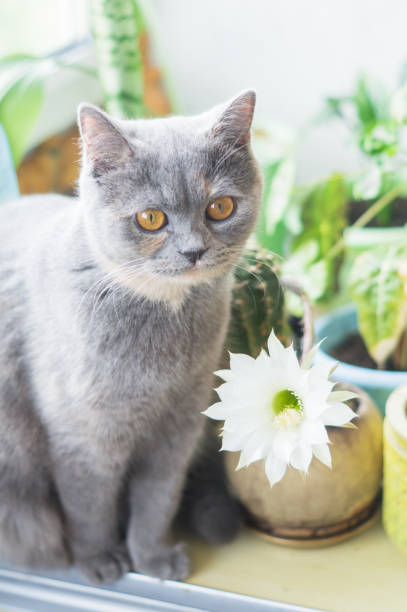 istock a nice grey cat near cactus flower 867685210