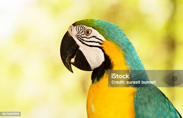 Photo libre de droit de Ara Bleu Et Jaune banque d'images et plus d'images libres de droit de Aile d'animal - Aile d'animal, Animaux de compagnie, Animaux familiers exotiques