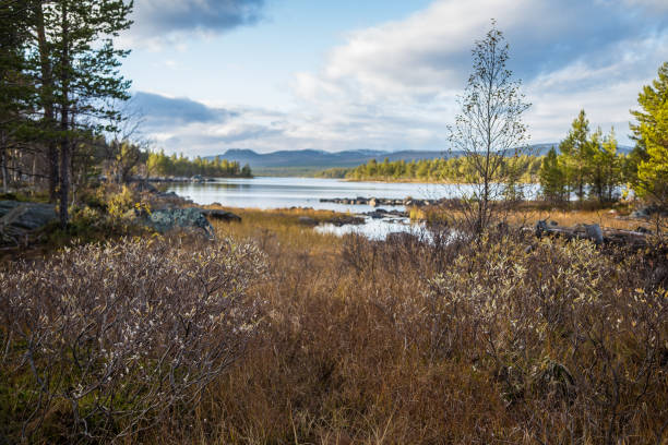 istock Beautiful autumn landscape in central Norway. Colorful fall scenery. 867688806