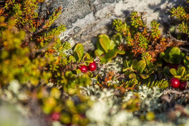 istock Wild berries growing on a mountain hillside in autumn in Norway. 867690210