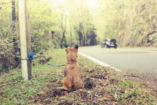 armer hund auf der straße von schlechten besitzer verlassen - abandoned stock-fotos und bilder