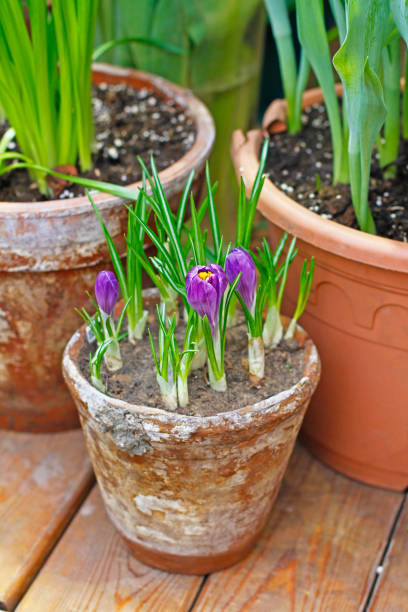istock Purple crocus flowers in a clay pot 867696600