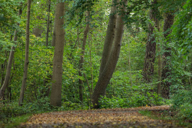 istock Path in the park in autumn 867700292