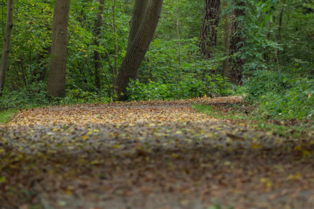 istock Path in the park in autumn 867700294