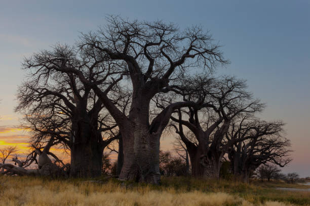 istock Baines Baobab's in early morning light 867703394