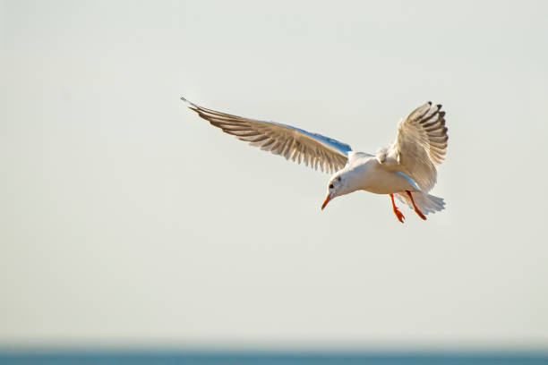 istock Black-headed gull flying deep over the beach