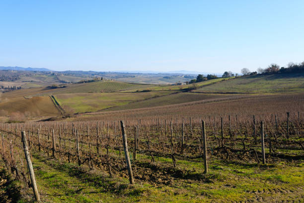 istock Rows of vineyards from Tuscany hills 867704316