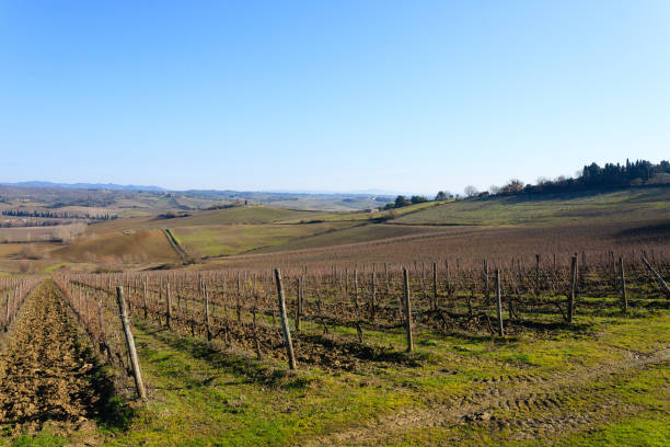 istock Rows of vineyards from Tuscany hills 867704750