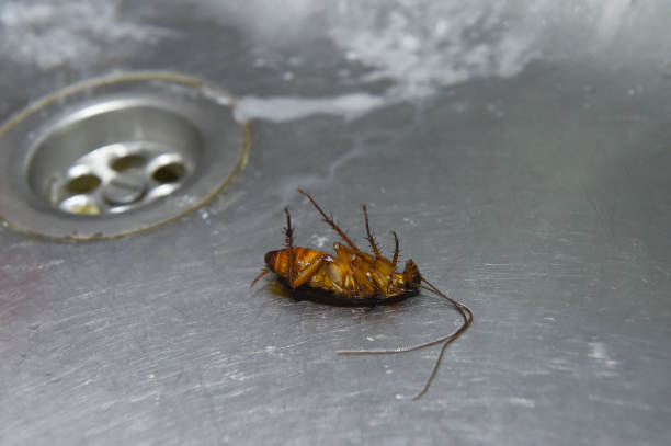 istock Dead brown cockroach in sink 867707754