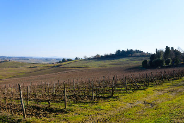 istock Rows of vineyards from Tuscany hills 867708470