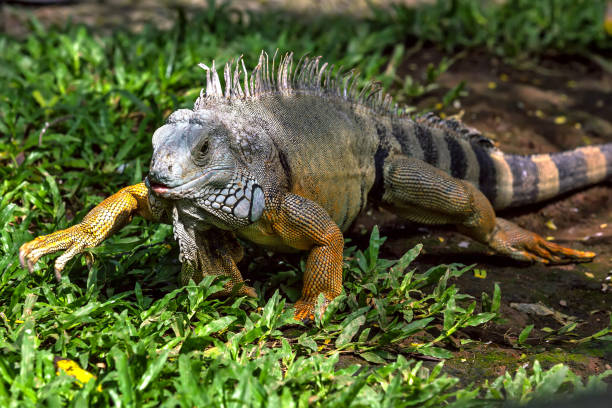 istock Lizard at the Ubud Zoo, Bali, Indonesia. 867711234