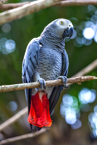 The grey parrot (Psittacus erithacus), also known as the Congo grey parrot, Congo African grey parrot, or African grey parrot isolated on white