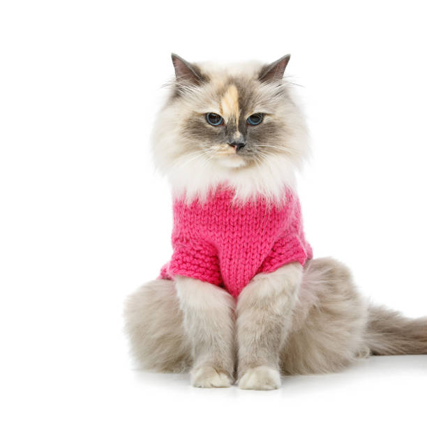 istock beautiful birma cat in pink sweater 867712018