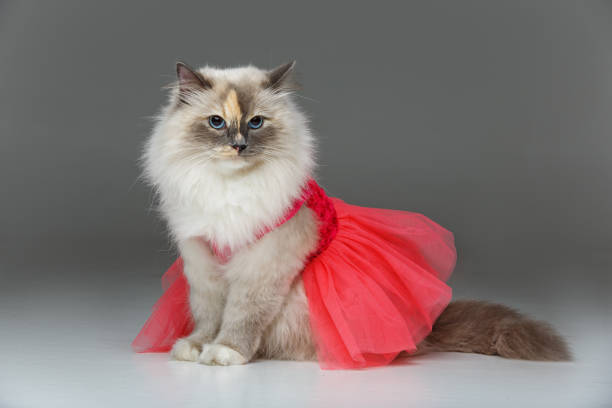 beautiful birma cat in pink dress beautiful long fur birma cat wearing pink coral dress isolated on white. studio shot. copy space. birman photos stock pictures, royalty-free photos & images