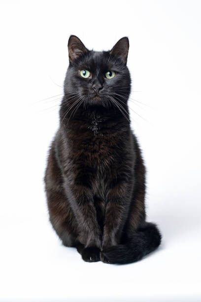 istock Portrait of a young black cat on white background 867717376