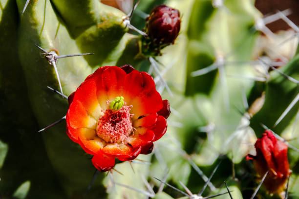 fiore rosso su riccio cactus - flower head cactus claret cup cactus dry foto e immagini stock