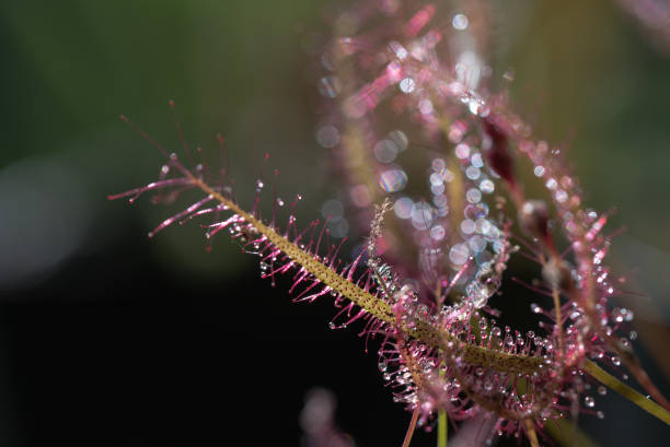 istock close up carnivorous plant on natural background 867724318