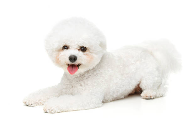 istock beautiful bichon frisee dog 867724342