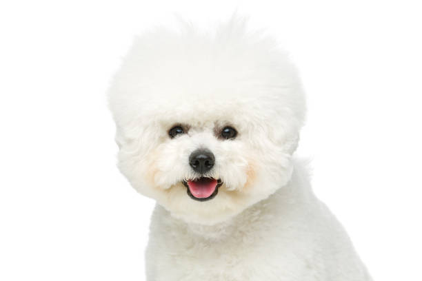 istock beautiful bichon frisee dog 867724440