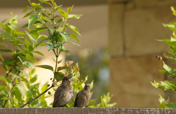 Pair of mouse birds, sitting on fence chatting to each other, Elgin Ridge Wine Estate, South Africa Pair of mouse birds, sitting on fence chatting to each other, Elgin Ridge Wine Estate, South Africa iiwi bird stock pictures, royalty-free photos & images