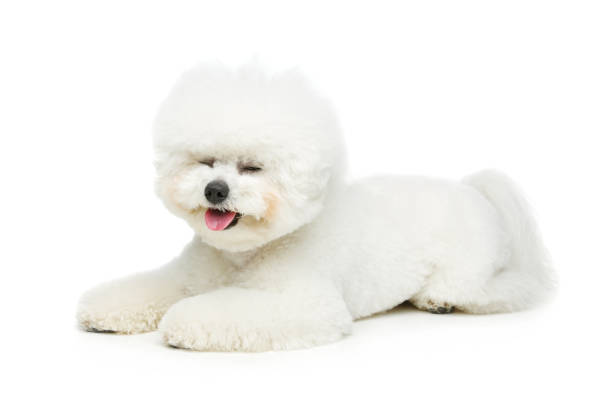 istock beautiful bichon frisee dog 867724476