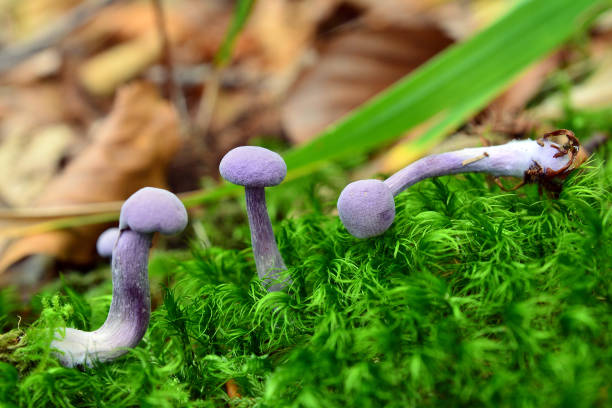 laccaria amethystina mushroom laccaria amethystina mushrooms in the forest, amethyst deceiver laccata stock pictures, royalty-free photos & images
