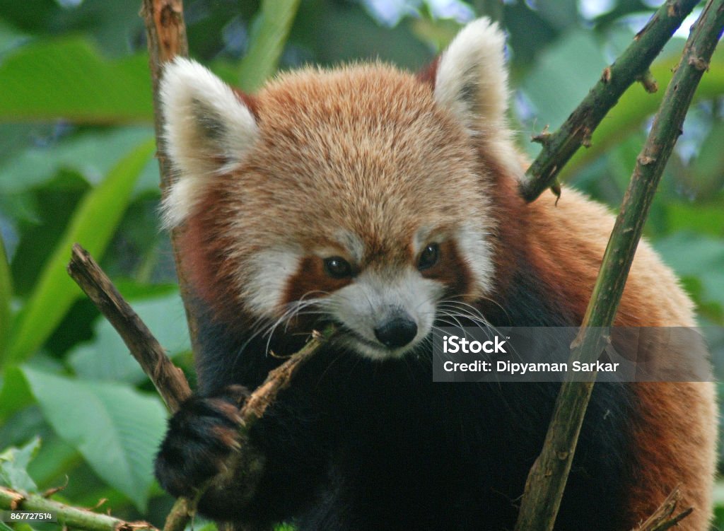 Red Panda In Kanchenjunga National Park Stock Photo - Download Image Now - Animal  Wildlife, Animals In The Wild, Asia - iStock