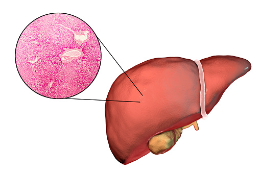 Liver isolated on white background and liver tissue under microscope, 3D illustration and micrograph