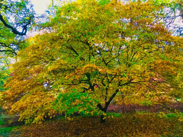 istock Autumn Woodland Colours 867736106