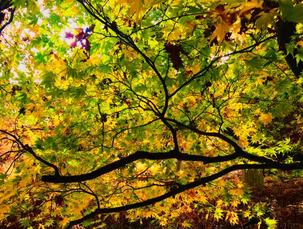 istock Autumn Woodland Colours 867736242