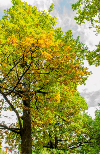 ramos de carvalho e as folhas no outono. cores verdes e amarelas. - oak tree tree grass hdr - fotografias e filmes do acervo