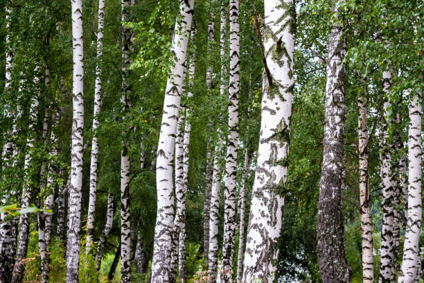 istock Birch Grove. Russia. Moscow region 867736856