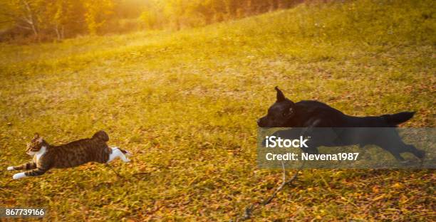 Dog Chasing Cat Stock Photo - Download Image Now - Dog, Domestic Cat, Pursuit - Concept