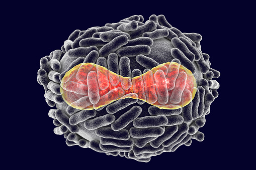 Ilustración de virus de viruela photo