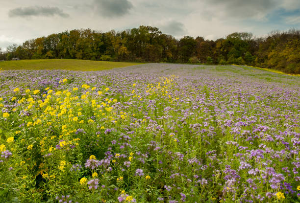 Flowering meadow in autumn with a lot of Phacelia in autumn