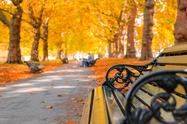 concepto de otoño, bancos en una avenida con árboles en el parque verde - equinoccio de otoño fotografías e imágenes de stock