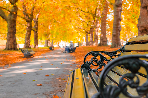 Autumn concept, benches on an avenue lined with trees in Green Park of London