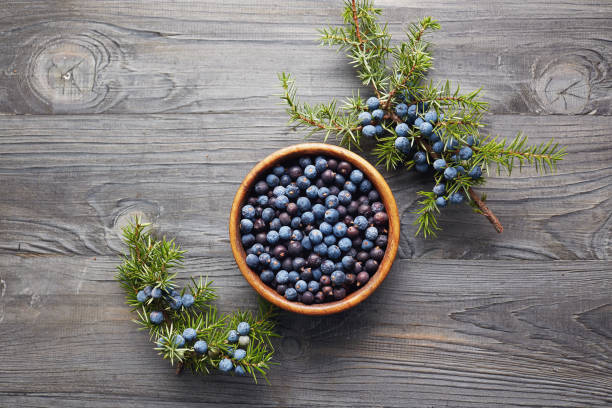 istock Juniper berries in a bowl with a sprig 867745396