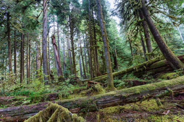 istock Sol Duc rainforest at Olympic National Park, Oregon Coast 867746284