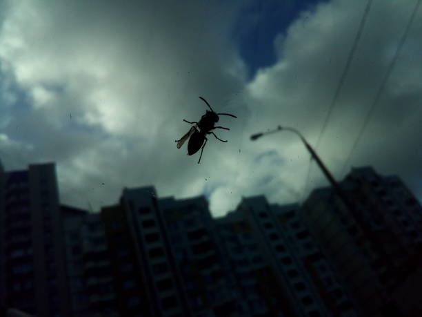 istock Wasp on glass on background of cloudy sky 867747316