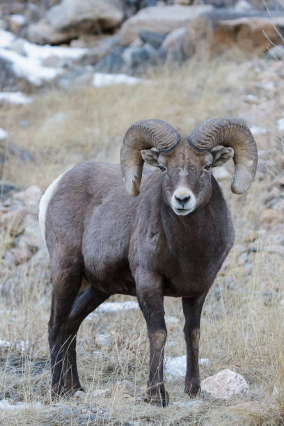 istock Colorado Rocky Mountain Bighorn Sheep 867747532