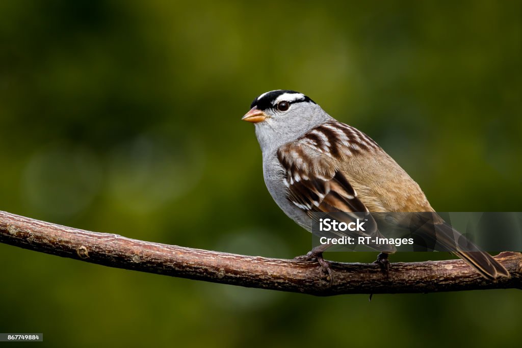 White-crowned Sparrow - Zonotrichia leucophrys White-crowned Sparrow - Zonotrichia leucophrys, perched on a branch, bokeh of cedar trees in the background. Sparrow Stock Photo