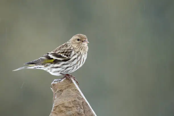 Pine Siskin - Spinus pinus, perched on a rock during a rain storm. Making eye contact.