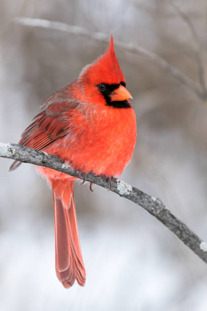 istock Northern Cardinal - Cardinalis cardinalis 867750038