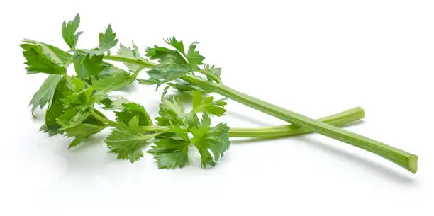 Two sticks of fresh celery with leaves isolated on white background
