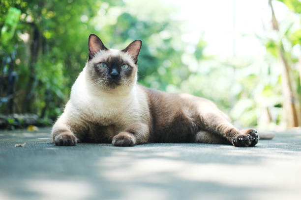 istock Thailand Cat lethargic. Abstract Siam cat sit on cement floor. Cat sit on white floor. 867751106